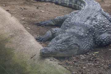 Crocodile