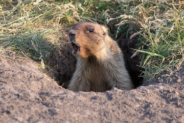  marmot, animal, rodent, mammal