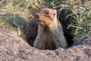  marmot, animal, rodent, mammal