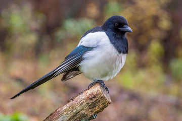  magpie, bird, nature, wildlife