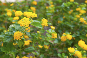 Yellow flowers among lush green leaves