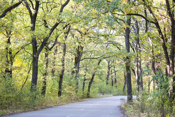 Naklejka premium Beautiful autumn forest. Road in the autumn forest
