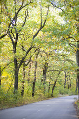 Naklejka premium Beautiful autumn forest. Road in the autumn forest