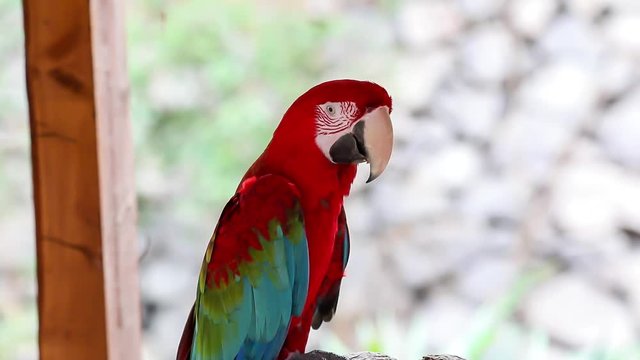 Papagei