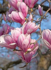 Fotobehang Magnolia Bloeiende magnolia& 39 s, magnolia& 39 s,