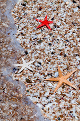 Trio of Starfish on beach rosemary island dampier