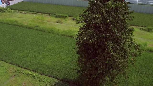 Aerial footage one tree in the middle of rice field