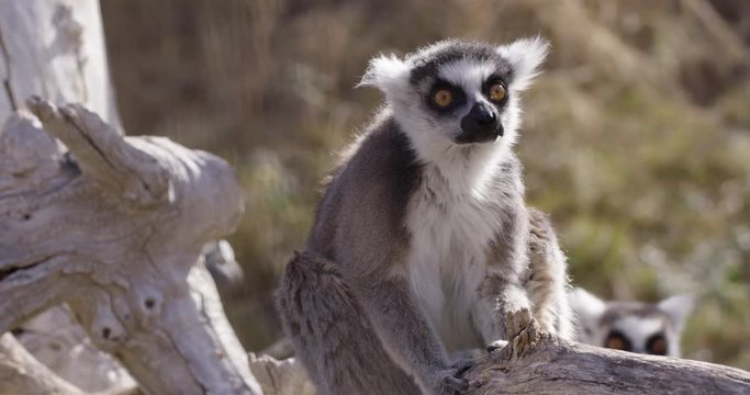 Lemur monkey jumps and scares other lemur - slow motion