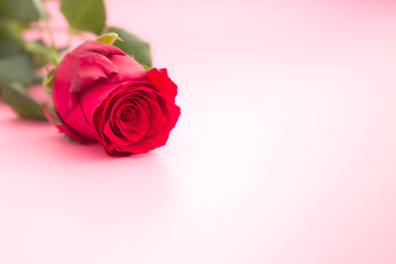 Red rose flower.
