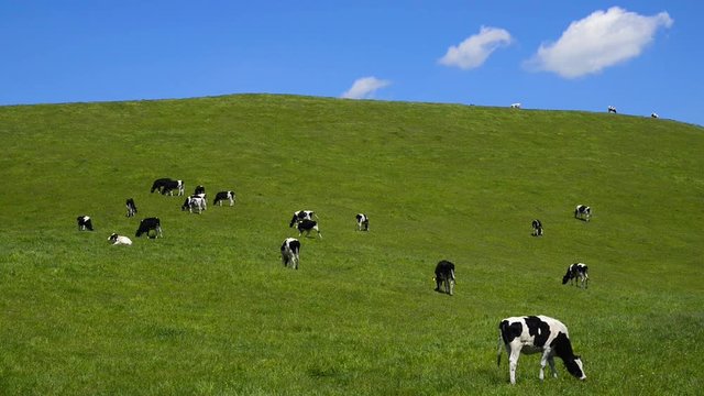 初夏の牧場で草をはむ牛
