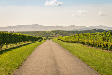 gravel road across autumn vineyard in New Zealand