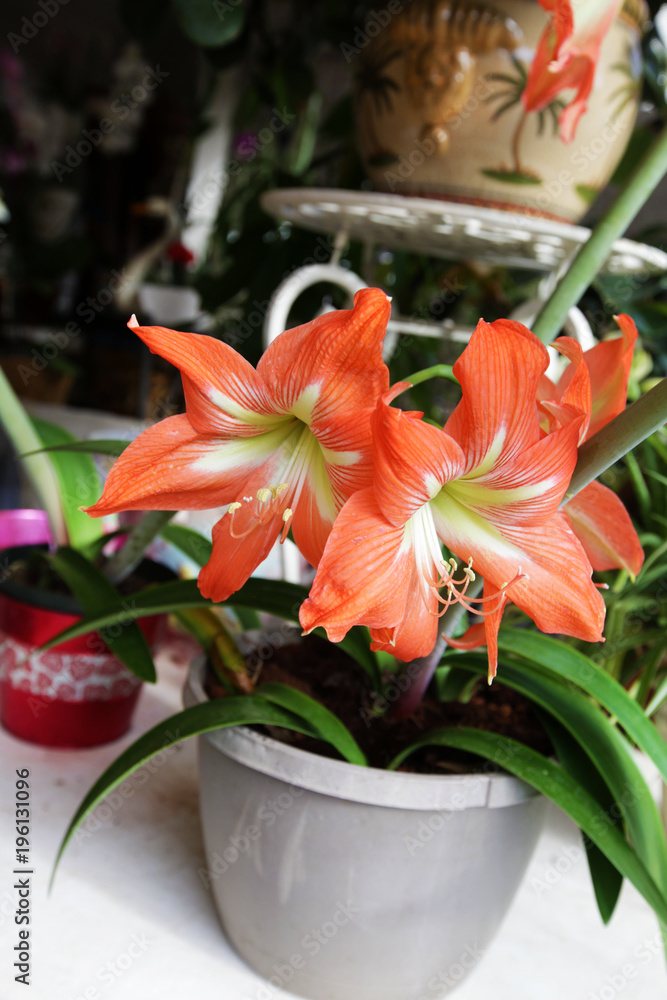 Wall mural amaryllis flowers