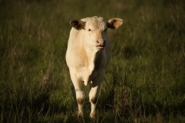 Australian cow on the farm during the day.