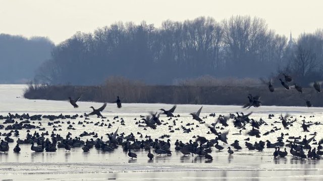 Flock of ducks taking off from frozen lake