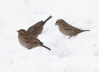 bird of a sparrow on white snow