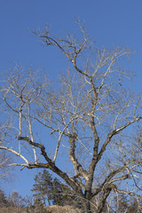 A Bare tree. Branches without leaves on blue sky
