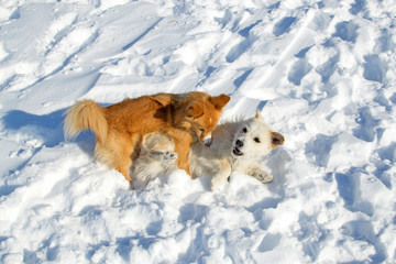 Two puppies playing in winter