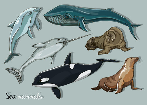 Sea mammals animal collection icons set