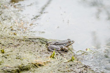 Frog sits on the shore near the water 