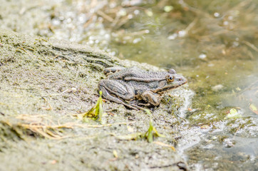 Frog sits on the shore near the water 