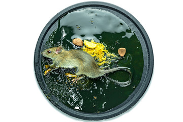 A mouse in a trap on white background