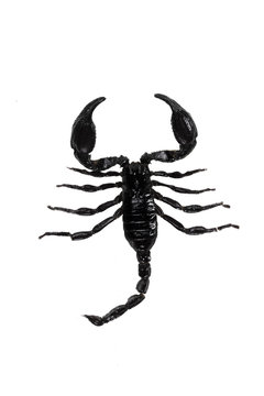 horrible black scorpion on white isolated background