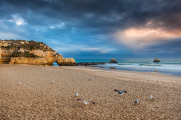 flock of seagulls on the beach, stunning beautiful bright landscape, cliffs of the Algarve on the Atlantic coast, Portugal