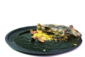 A mouse in a trap on white background