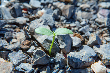 Small young green plant growing on  rock