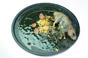 A mouse in a trap on white background