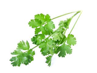 Cutout of fresh Coriander (Coriandrum sativum) leaves on white background