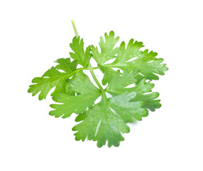 Cutout of fresh Coriander (Coriandrum sativum) leaves on white background