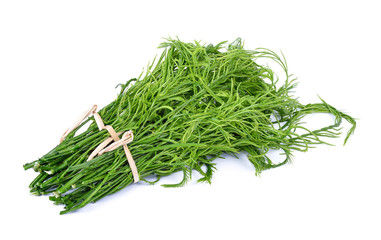 Climbing Wattle, Acacia (Acacia pennata) on white background