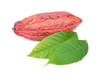 cacao leaf isolated on white background