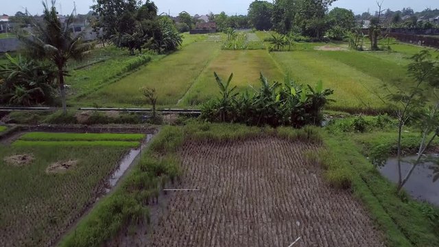 Traditional green rice farm aerial footage