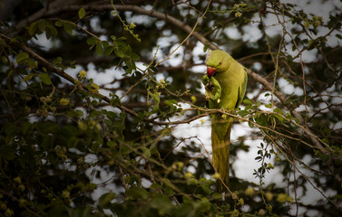 Rose-ringed parakeet (parrot) female eating on tamrind tree in Djibouti East Africa	
