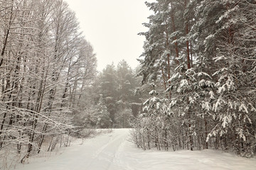 Belarus, Grodno, Snowy fairy forest around Molochnoe Lake.