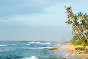 coast with palm trees