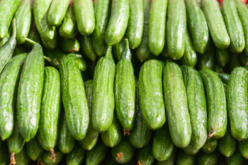 Green cucumbers on shelf in supermarket