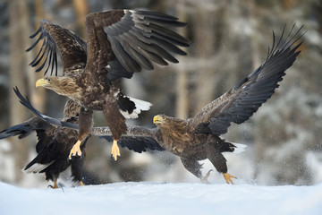 Eagle chase. Eagles action. Eagles aggression. Eagles fight.