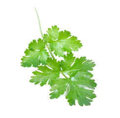 Cutout of fresh Coriander (Coriandrum sativum) leaves on white background