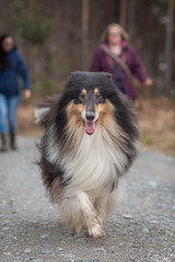 Tricolour Collie