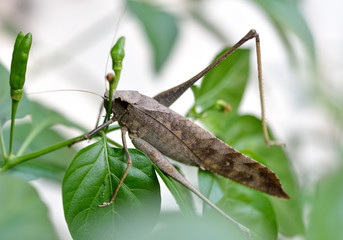 Grasshopper, Orthoptera, Caelifera