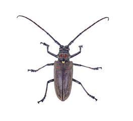 longhorn beetles white background