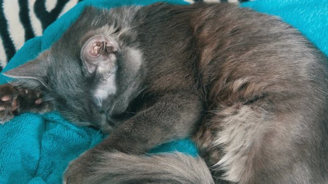 Gray cat sleeping on blue blanket