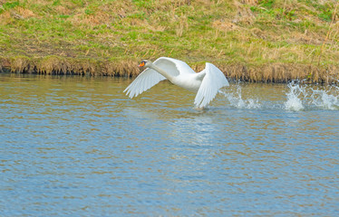 Swan takes off from the water of a canal in sunlight in winter 