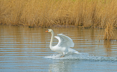 Swan touches down in the water of a canal in sunlight in winter
