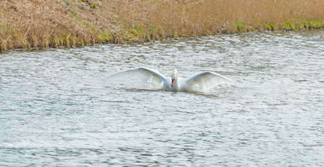 Swan takes off from the water of a canal in sunlight in winter 