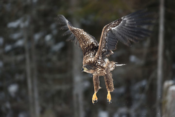 Eagle in flight