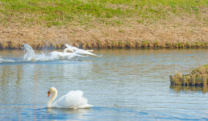 Swans take off from the water of a canal in sunlight in winter 